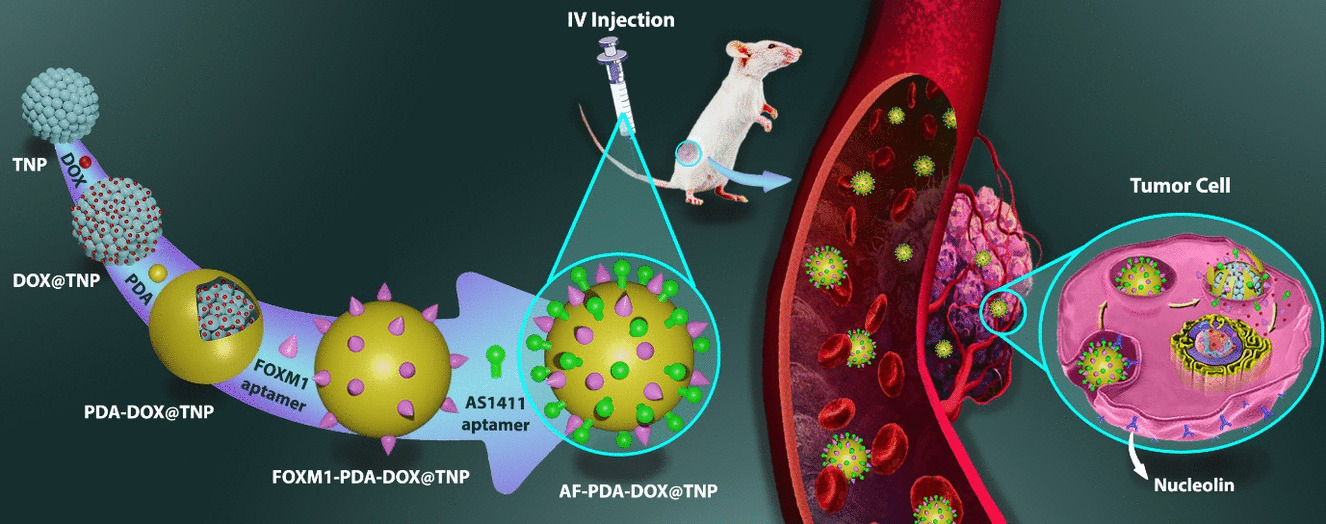 Targeted co-delivery of FOXM1 aptamer and DOX by nucleolin aptamer-functionalized pH-responsive biocompatible nanodelivery system to enhance therapeutic efficacy against breast cancer: in vitro and in vivo