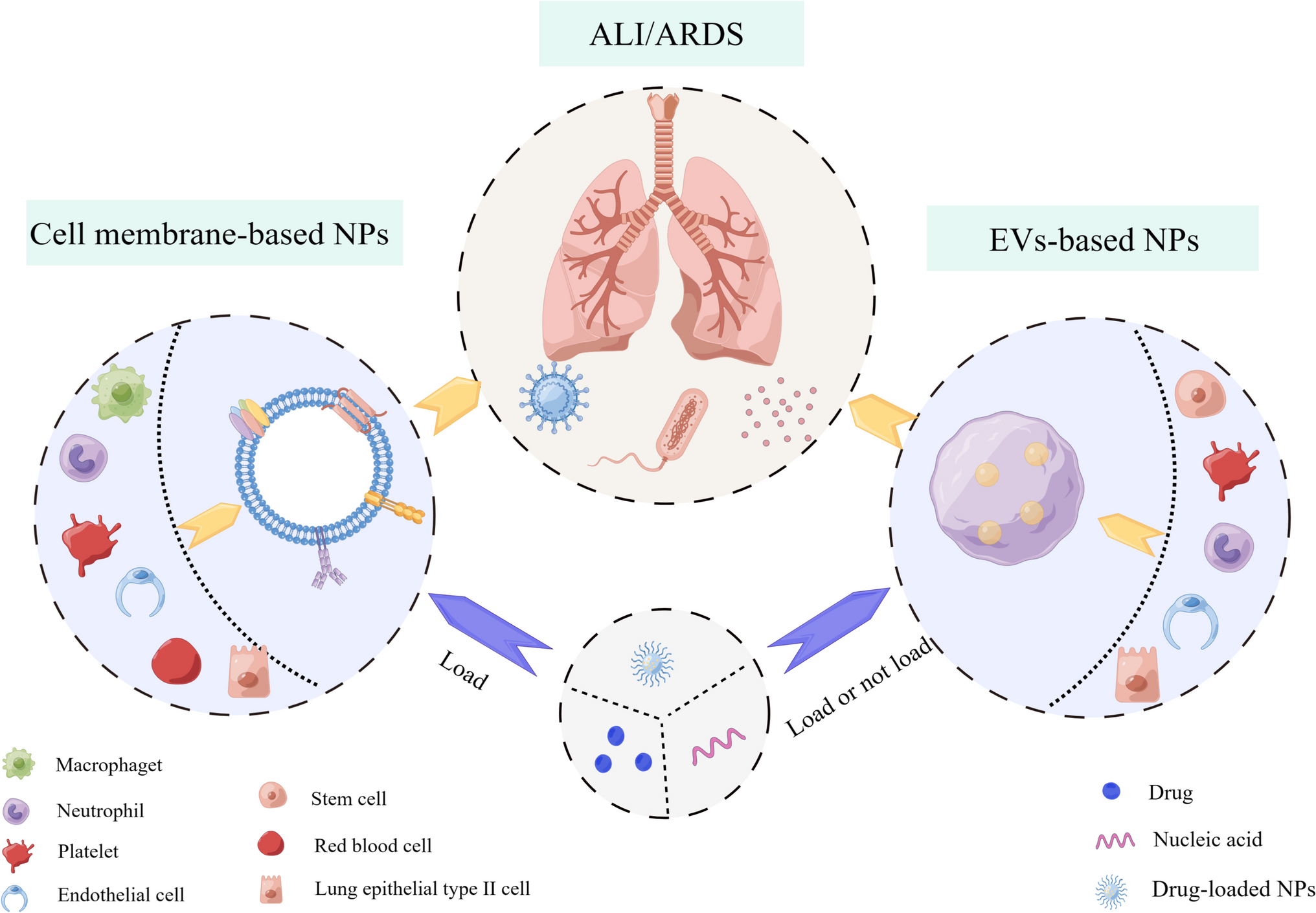 Cell-derived biomimetic nanoparticles for the targeted therapy of ALI/ARDS