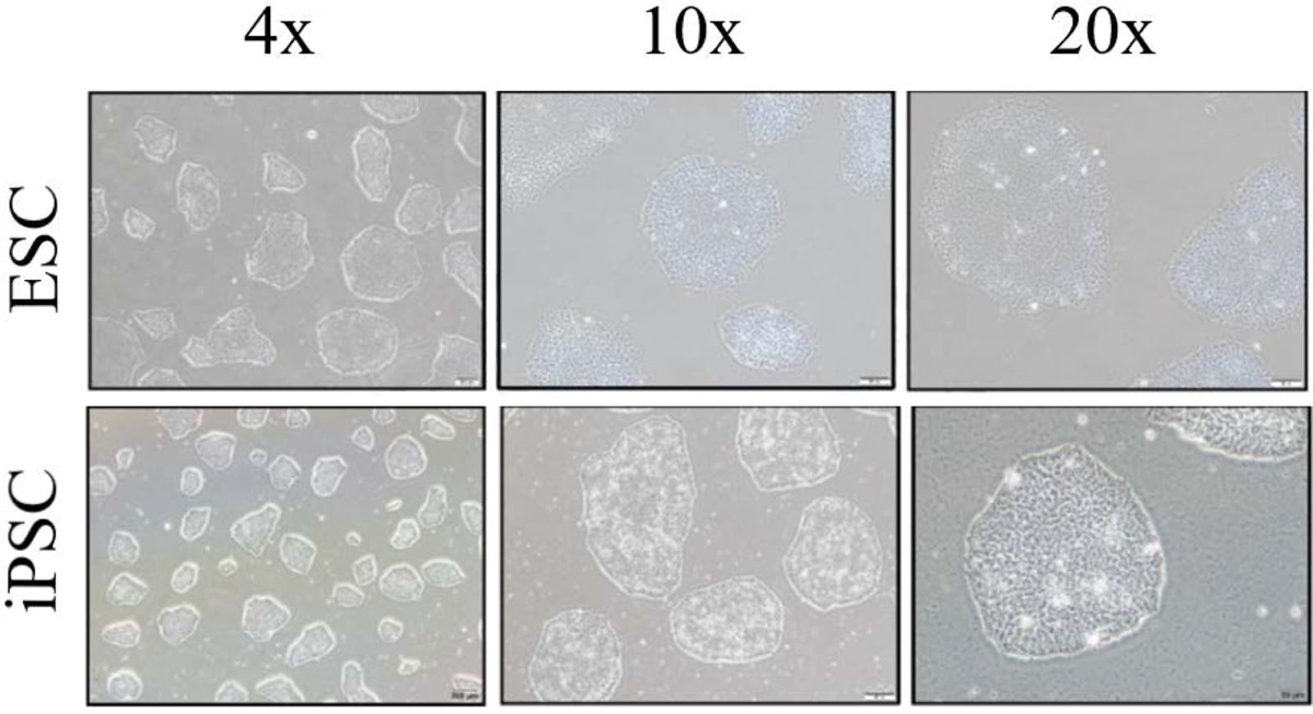 Comparison of the mesodermal differentiation potential between embryonic stem cells and scalable induced pluripotent stem cells