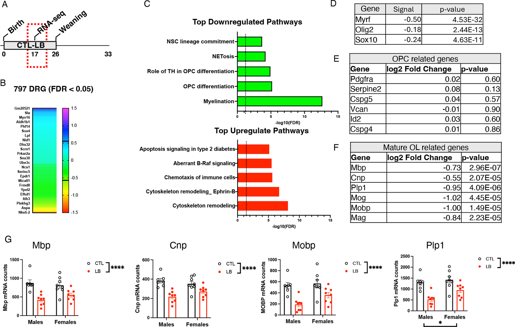 Early adversity causes sex-specific deficits in perforant pathway connectivity and contextual memory in adolescent mice