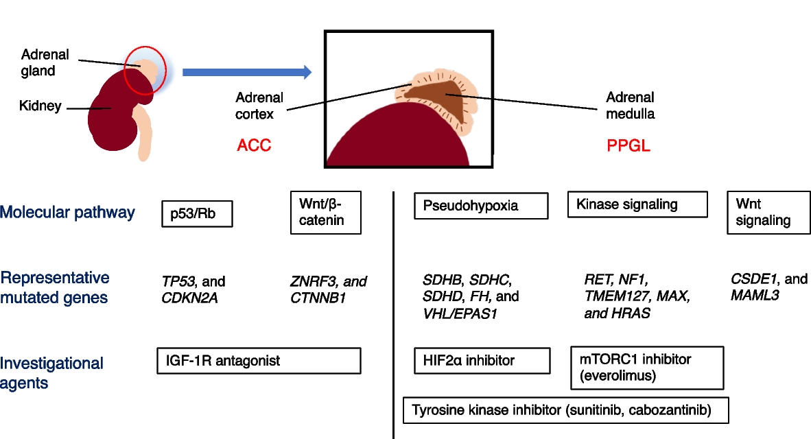 Current prospects of hereditary adrenal tumors: towards better clinical management