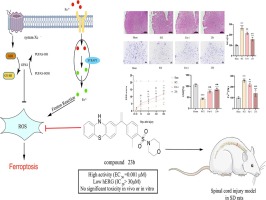 Design and synthesis of sulfonamide phenothiazine derivatives as novel ferroptosis inhibitors and their therapeutic effects in spinal cord injury