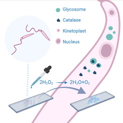 Intricate balance of dually-localized catalase modulates infectivity of Leptomonas seymouri (Kinetoplastea: Trypanosomatidae)