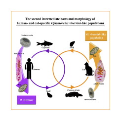 Exploring the second intermediate hosts and morphology of human- and cat-specific Opisthorchis viverrini-like populations