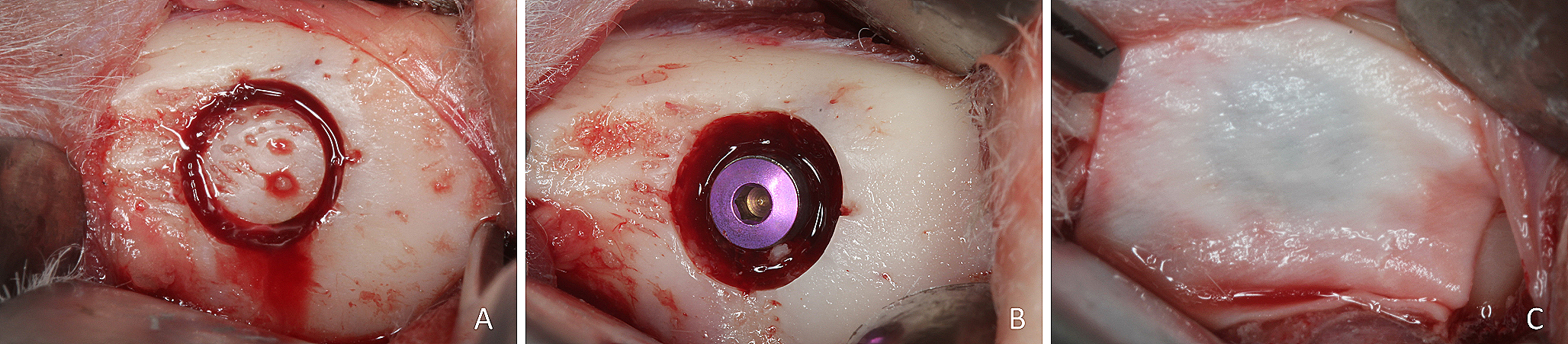 Critical-sized marginal defects around implants in the rabbit mandible