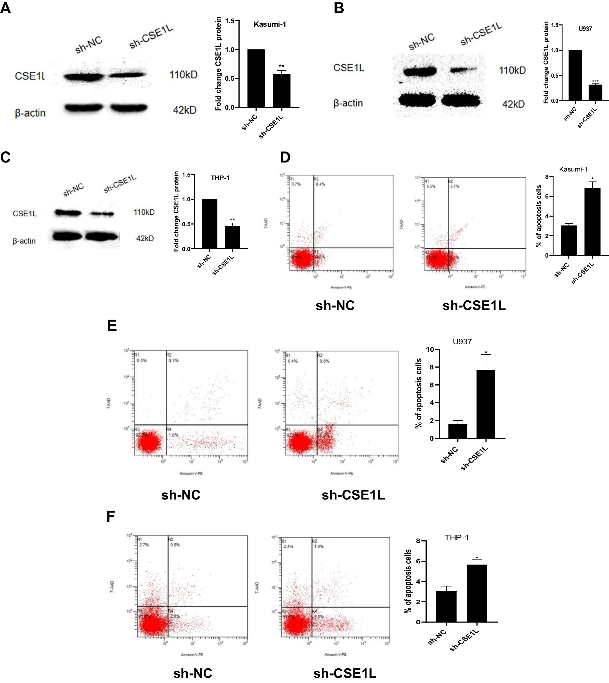 CSE1L Silencing Enhances Cytarabine-mediated Cytotoxicity in Acute Myeloid Leukemia