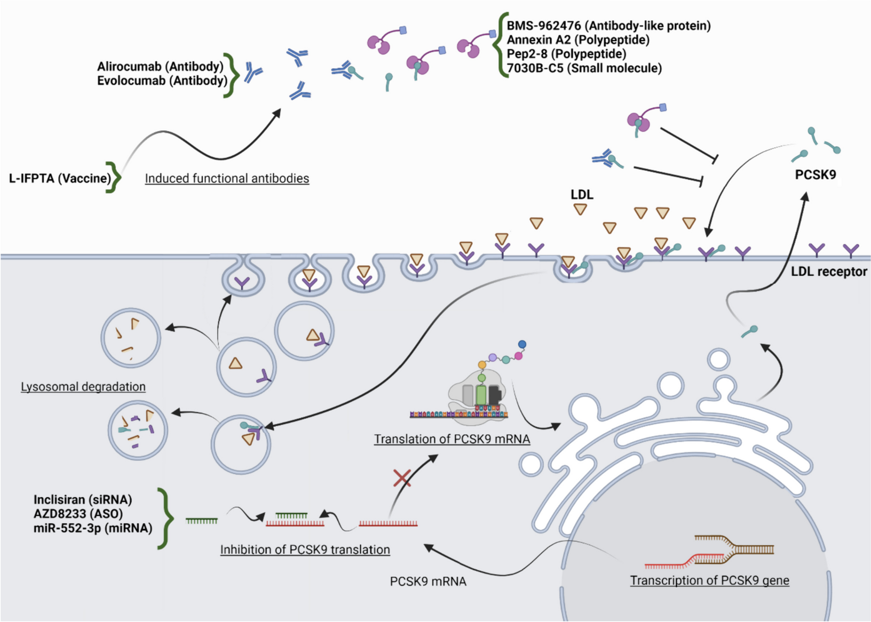 Targeting PCSK9 as a key player in lipid metabolism: exploiting the therapeutic and biosensing potential of aptamers