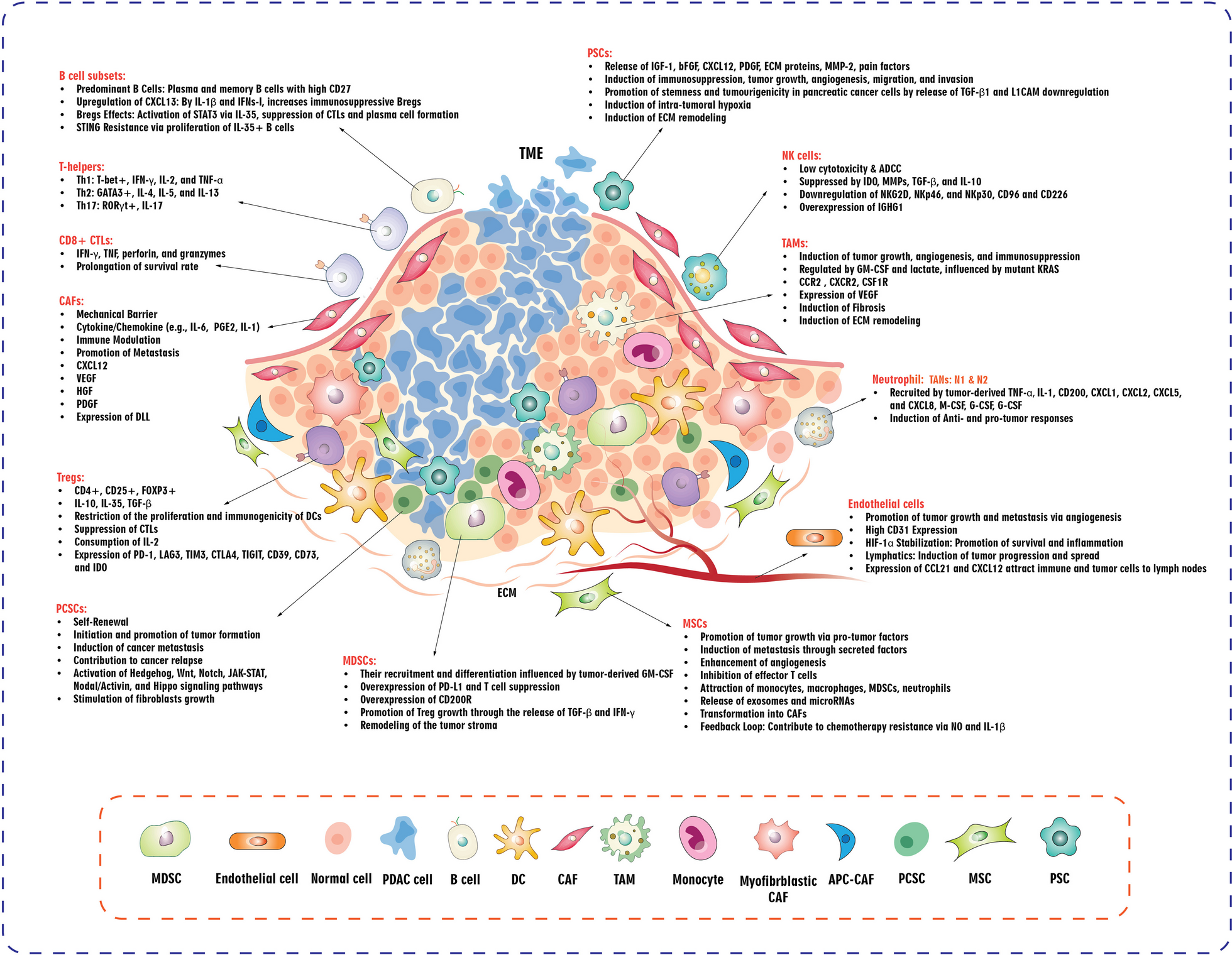 Current and future immunotherapeutic approaches in pancreatic cancer treatment