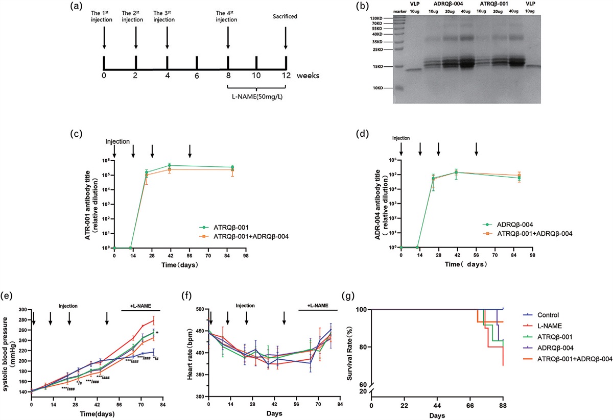 Combined vaccines against angiotensin II receptor type 1 and alpha 1D-adrenergic receptor for hypertension