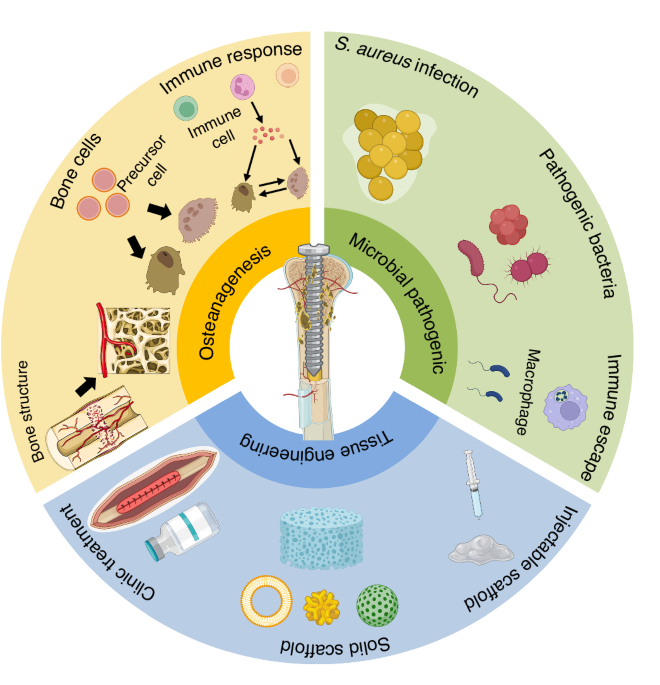 Prospects and challenges for the application of tissue engineering technologies in the treatment of bone infections