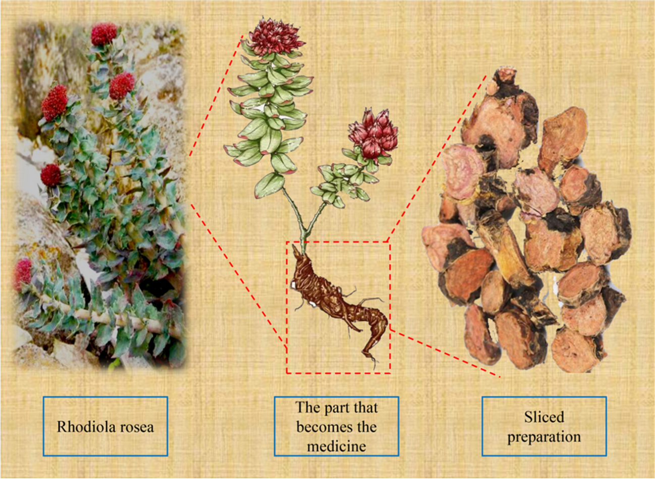 Rhodiola rosea: a review in the context of PPPM approach