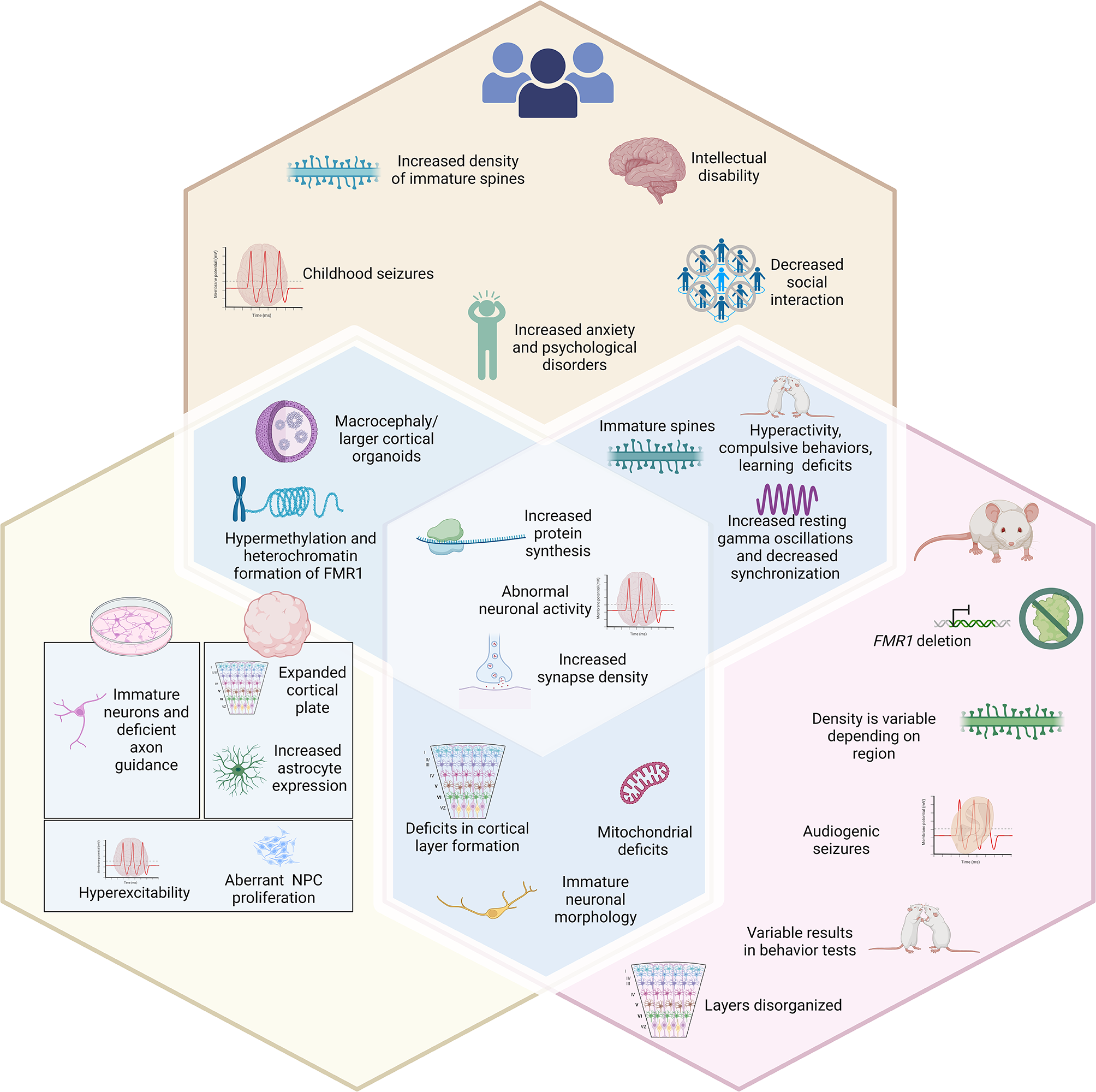 From wings to whiskers to stem cells: why every model matters in fragile X syndrome research