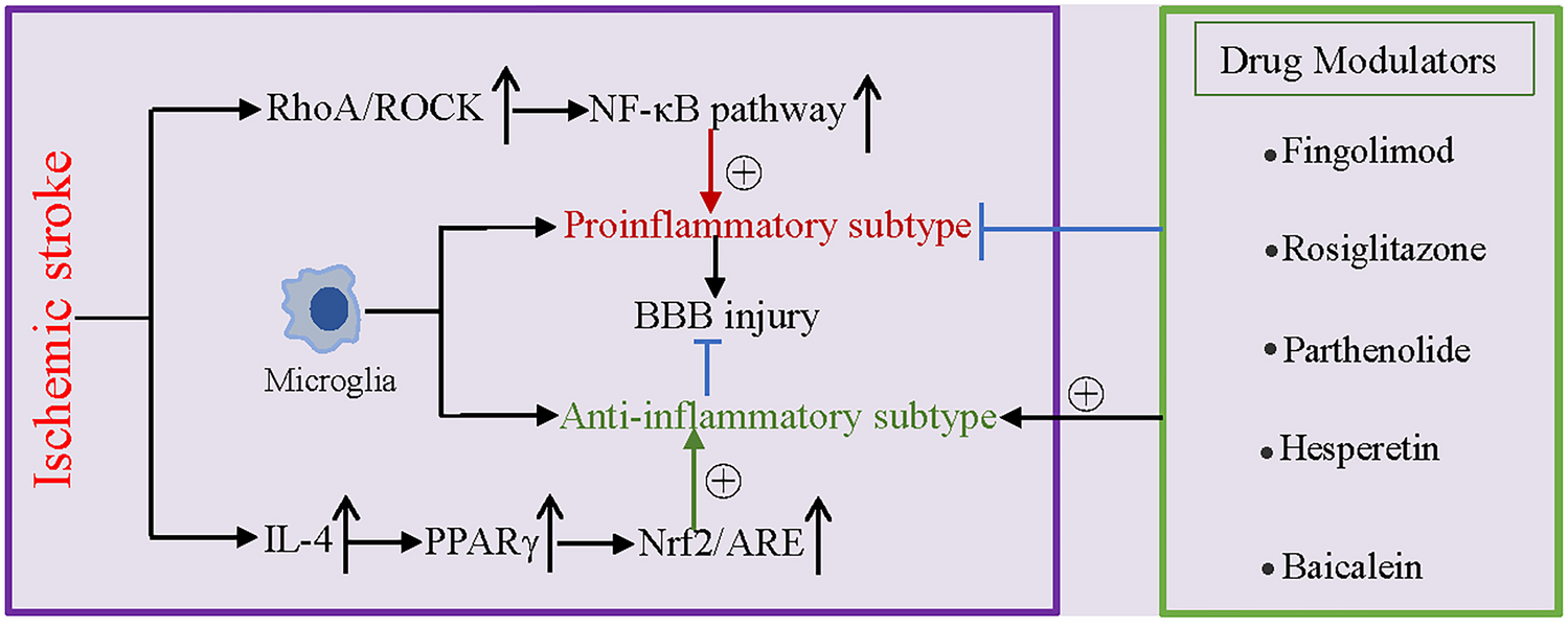 The Roles of RhoA/ROCK/NF-κB Pathway in Microglia Polarization Following Ischemic Stroke