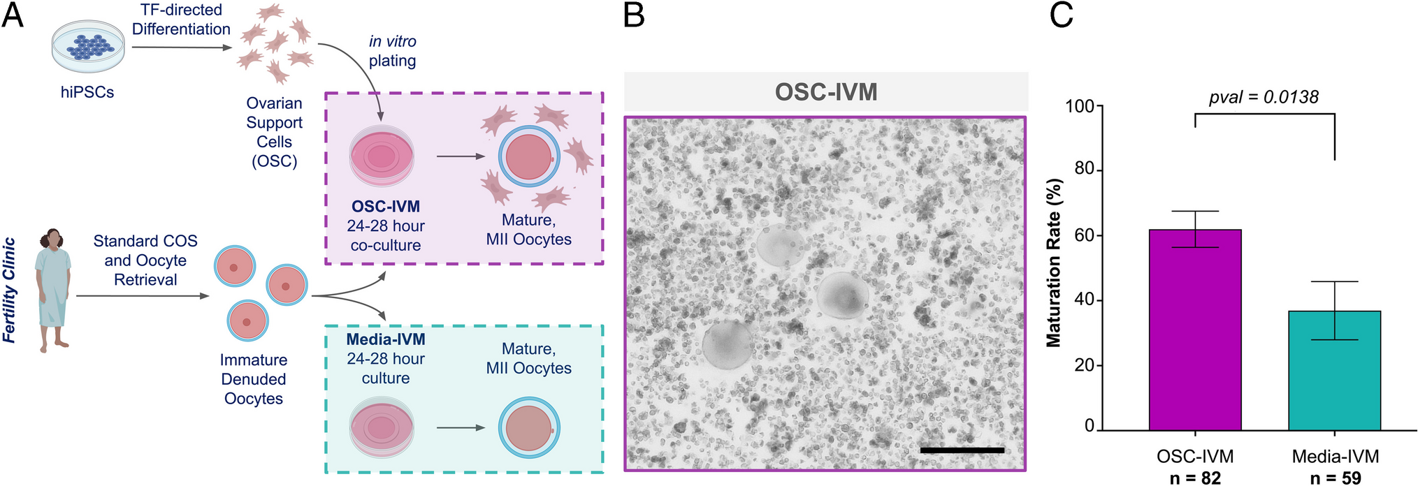 Rescue in vitro maturation using ovarian support cells of human oocytes from conventional stimulation cycles yields oocytes with improved nuclear maturation and transcriptomic resemblance to in vivo matured oocytes