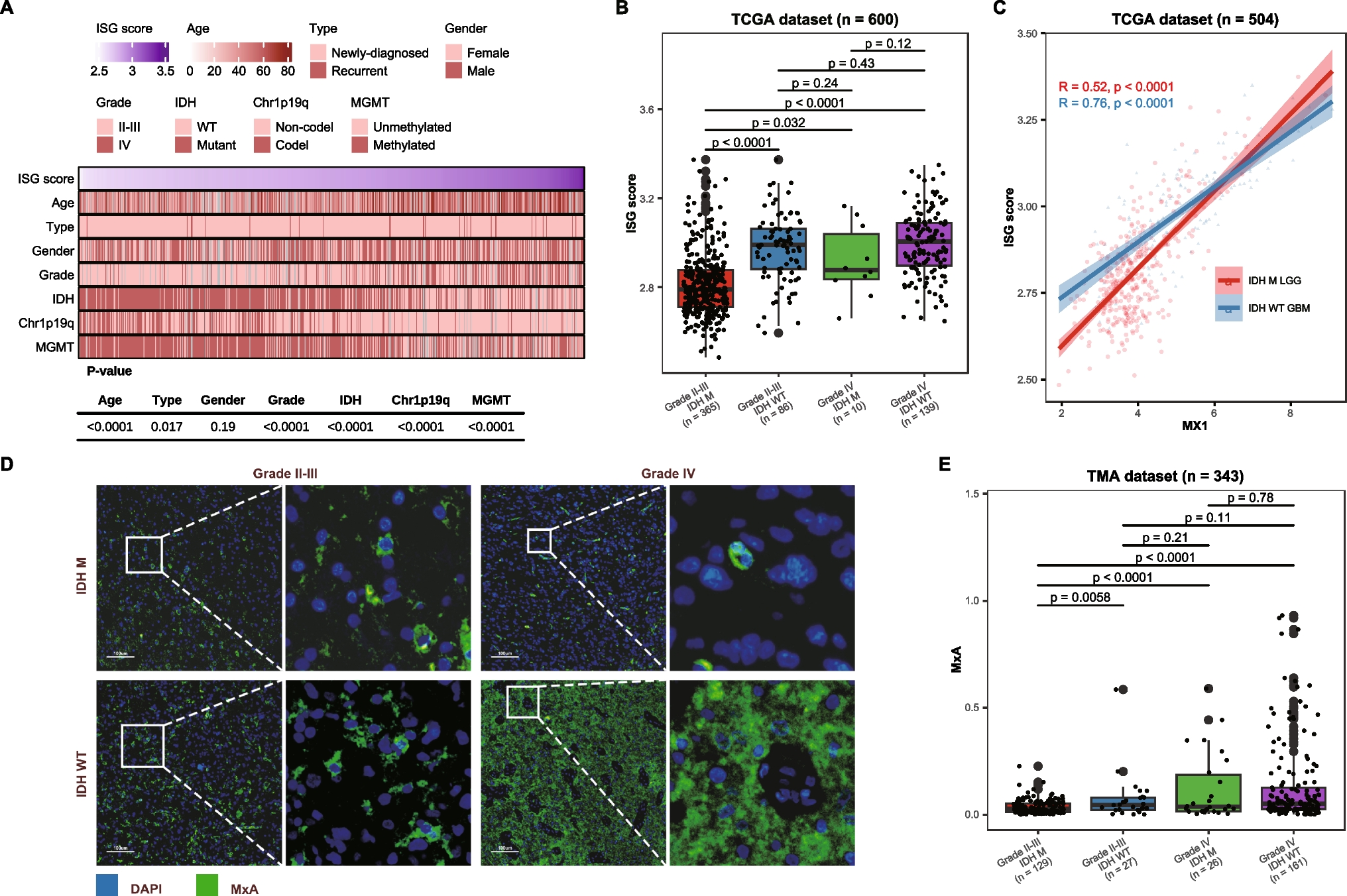 Constitutive type-1 interferons signaling activity in malignant gliomas