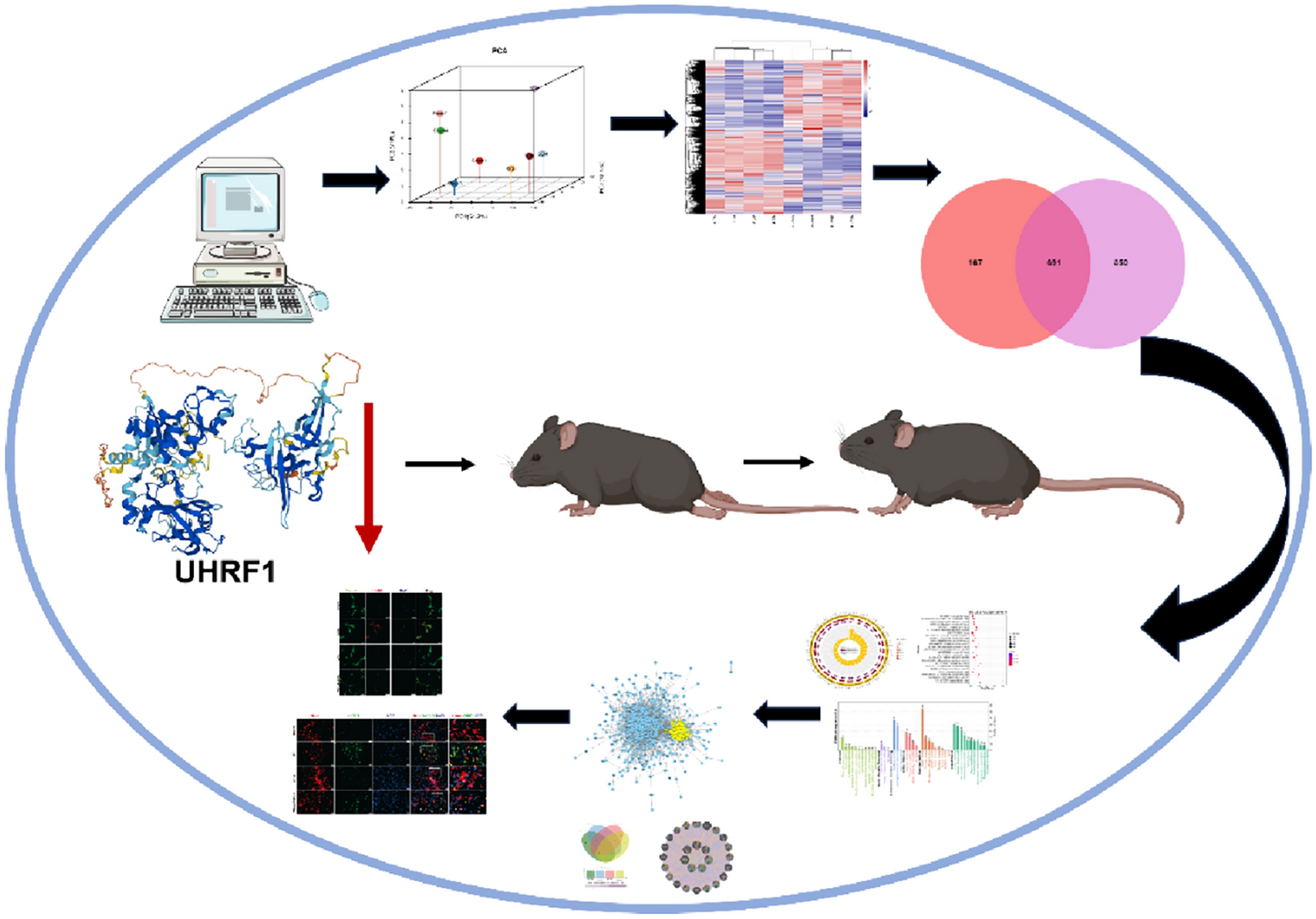 Inhibition of UHRF1 Improves Motor Function in Mice with Spinal Cord Injury