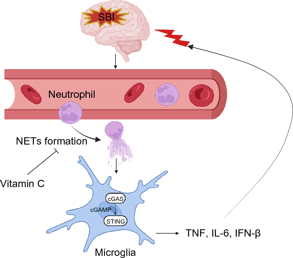 Neutrophil Extracellular Traps Regulate Surgical Brain Injury by Activating the cGAS-STING Pathway