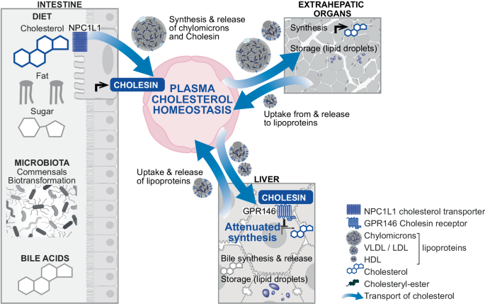 From the unknown to spotlight: newly identified hormone adjusts hepatic cholesterol synthesis to dietary uptake