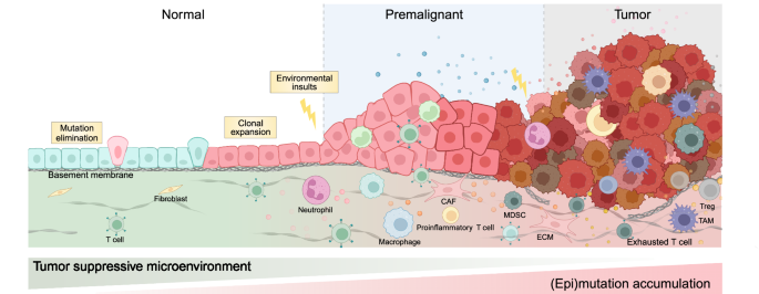 Tumor initiation and early tumorigenesis: molecular mechanisms and interventional targets