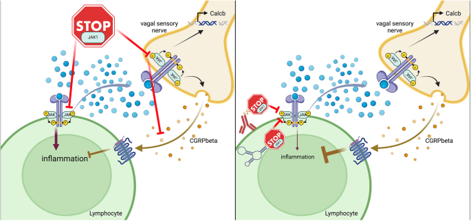 Cellular precision modulation of JAK1: tailoring therapies for allergic lung inflammation