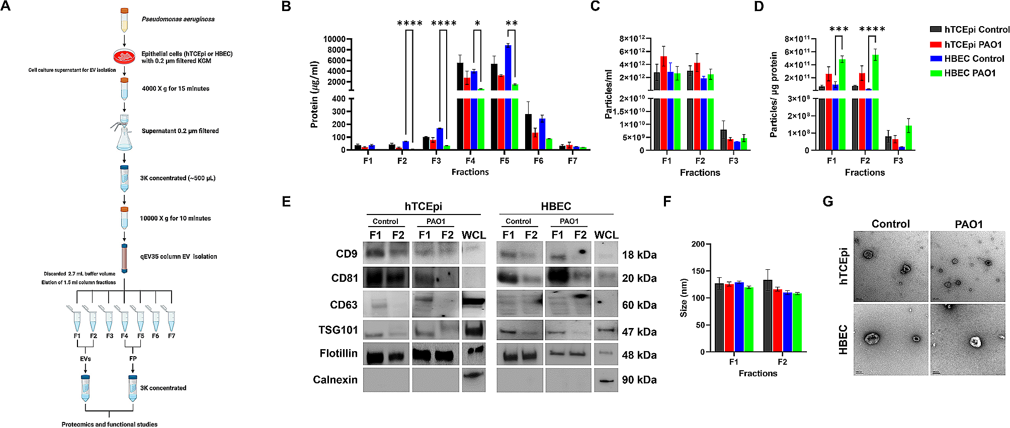 Extracellular vesicles released by host epithelial cells during Pseudomonas aeruginosa infection function as homing beacons for neutrophils