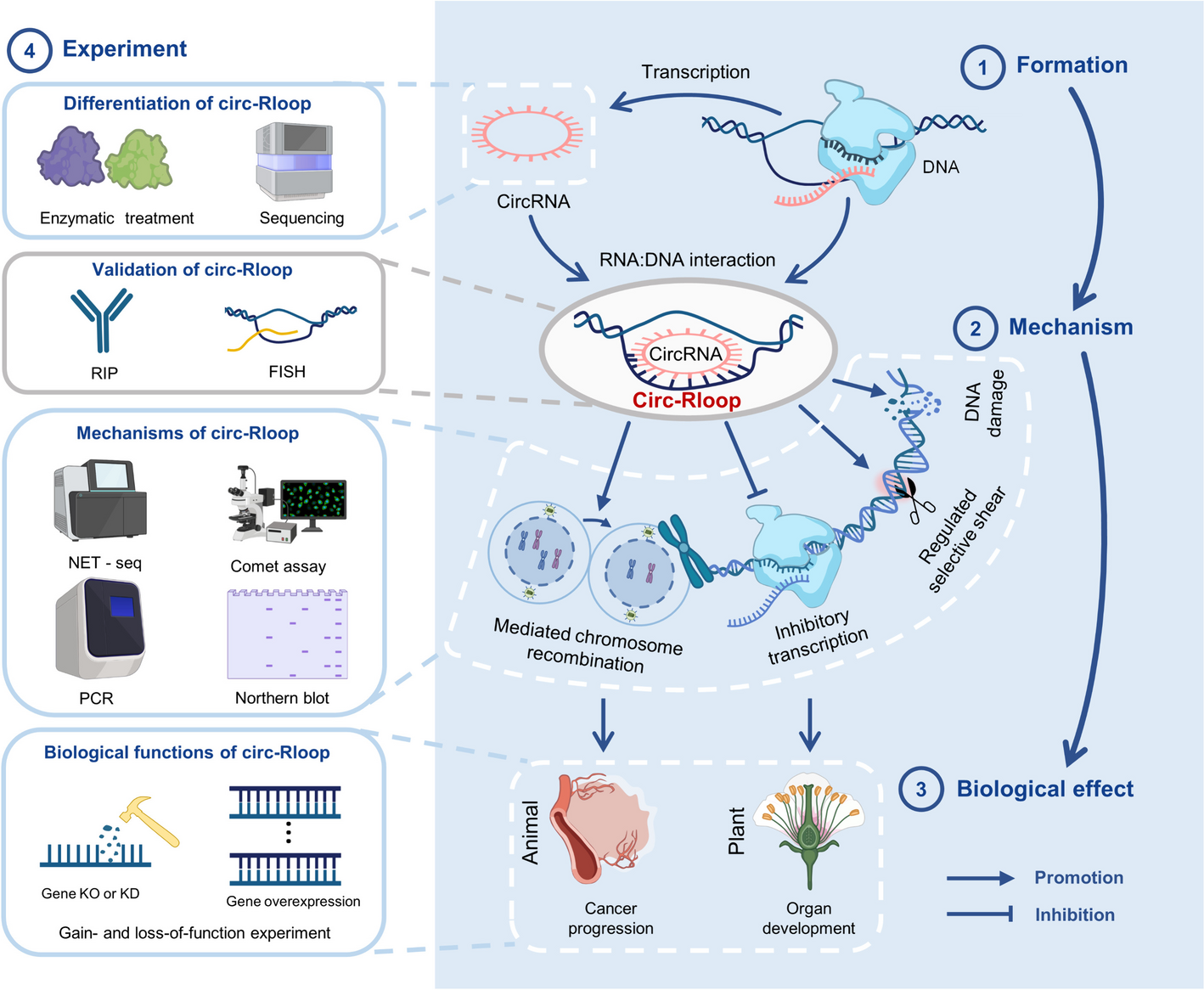 CircR-loop: a novel RNA:DNA interaction on genome instability