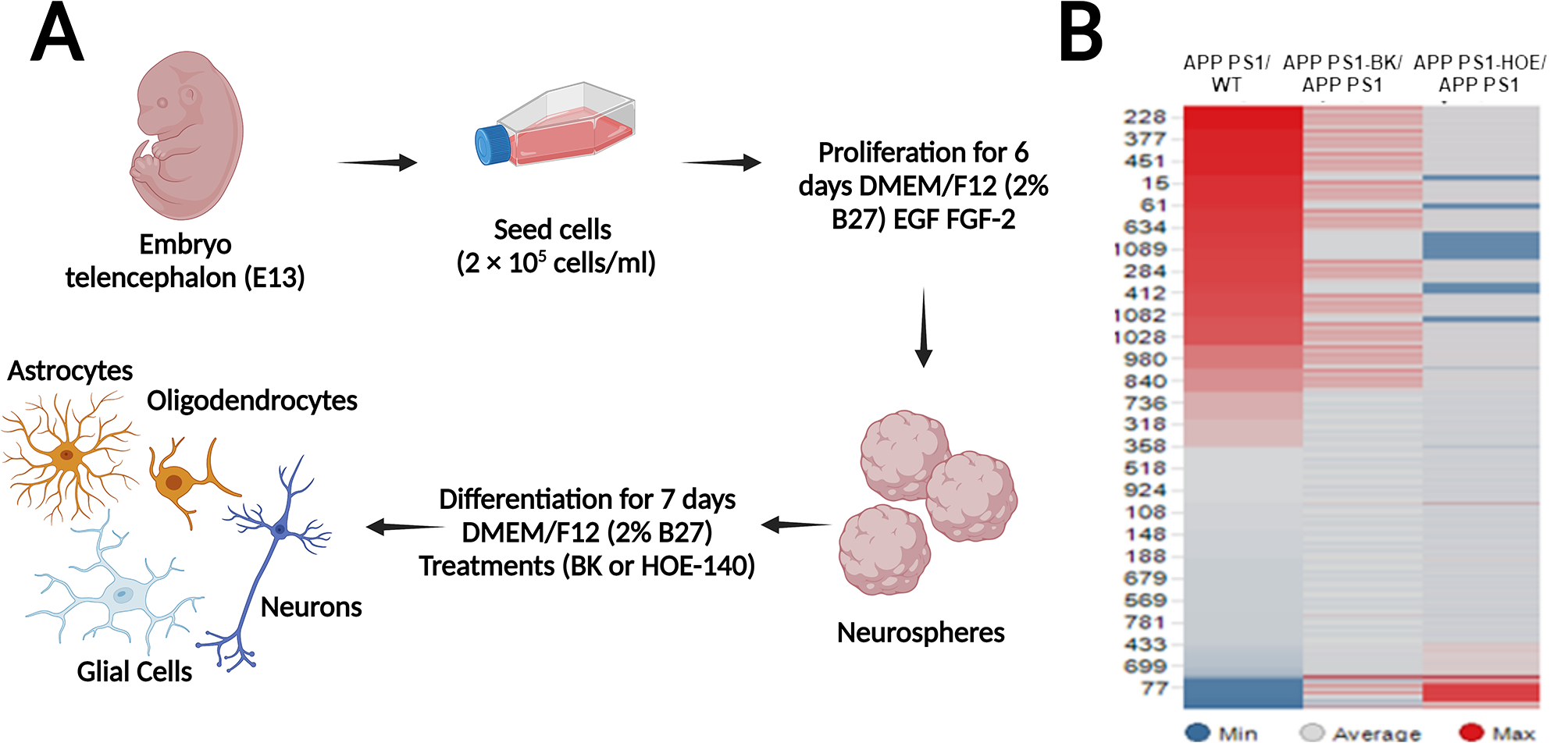 Bradykinin promotes immune responses in differentiated embryonic neurospheres carrying APPswe and PS1dE9 mutations