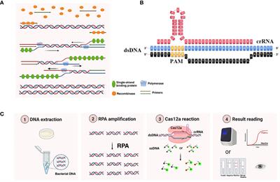 A rapid and ultra-sensitive dual readout platform for Klebsiella pneumoniae detection based on RPA-CRISPR/Cas12a