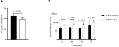 The Trypanosoma cruzi pleiotropic protein P21 orchestrates the intracellular retention and in-vivo parasitism control of virulent Y strain parasites