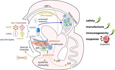 Cutting-edge research frontiers in oral cavity vaccines for respiratory diseases: a roadmap for scientific advancement