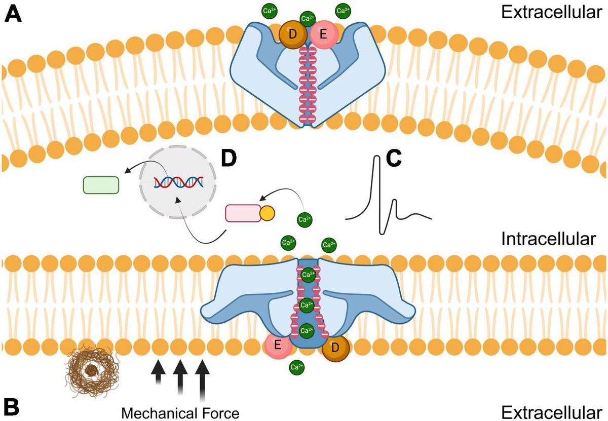 Microglial Piezo1 mechanosensitive channel as a therapeutic target in Alzheimer’s disease