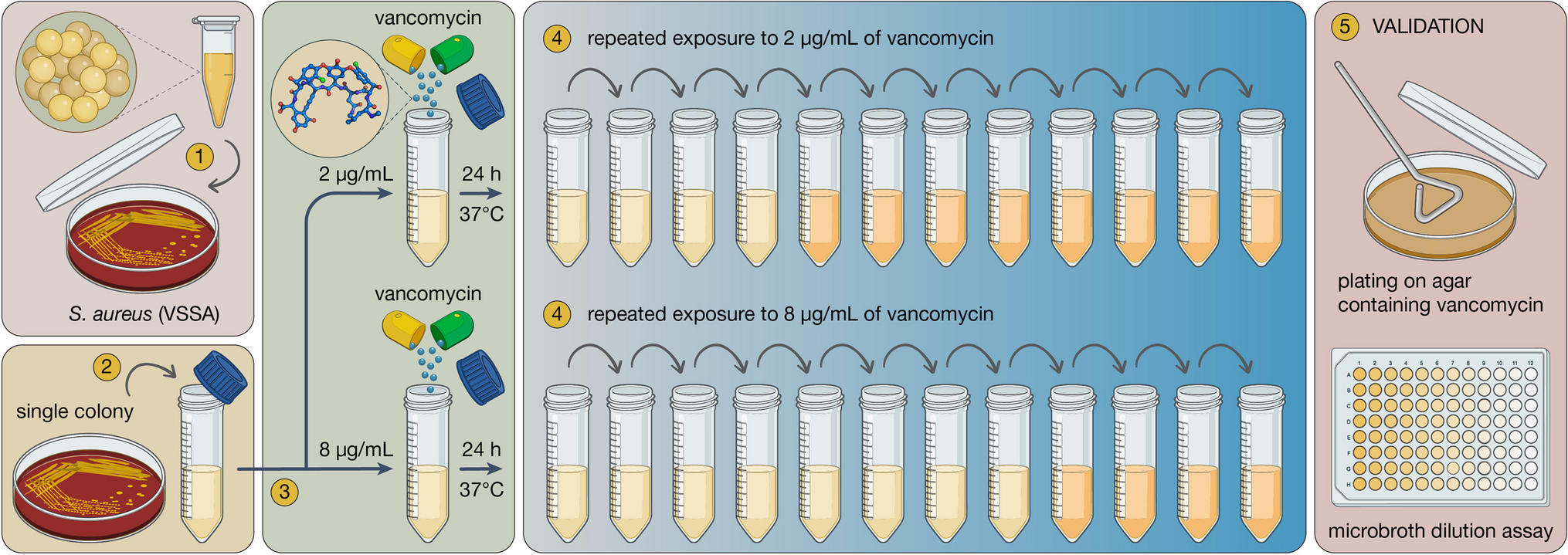 Repeated Exposure of Vancomycin to Vancomycin-Susceptible Staphylococcus aureus (VSSA) Parent Emerged VISA and VRSA Strains with Enhanced Virulence Potentials