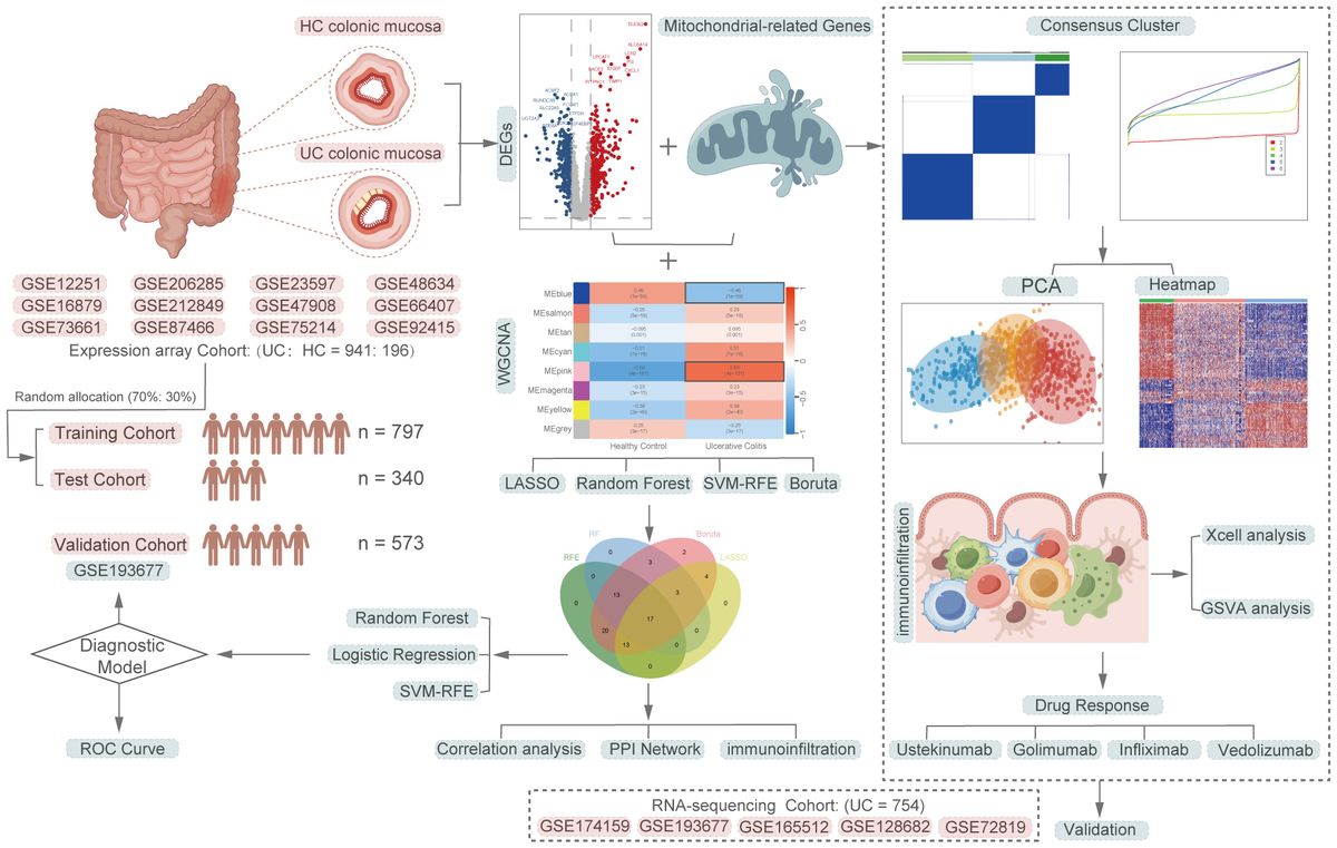 Precision therapy for ulcerative colitis: insights from mitochondrial dysfunction interacting with the immune microenvironment