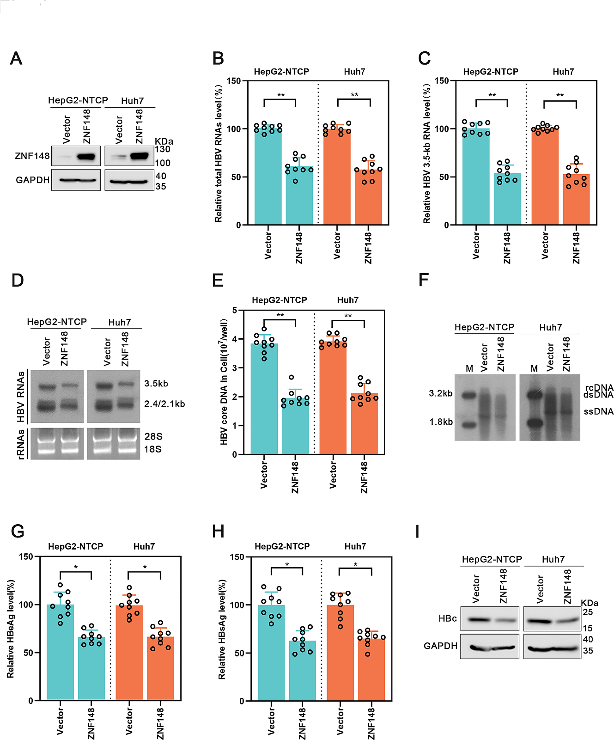 Correction: ZNF148 inhibits HBV replication by downregulating RXRα transcription