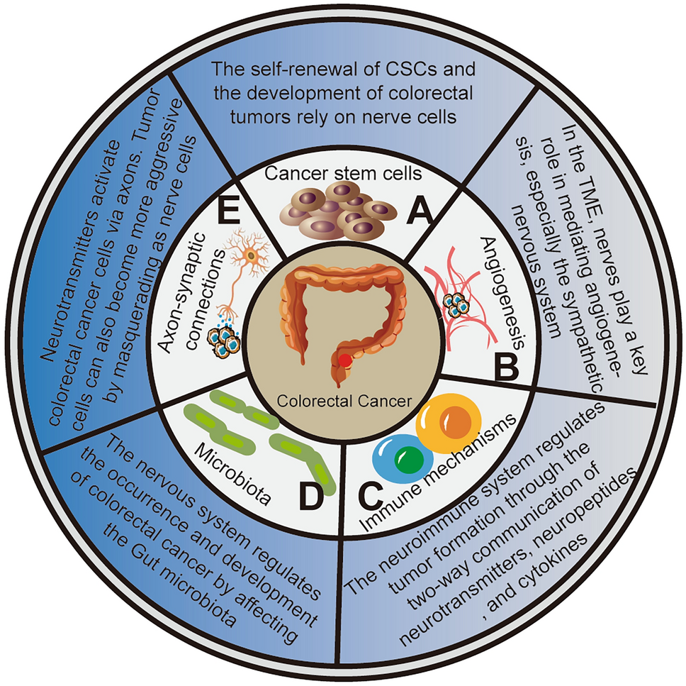 Crosstalk Between the Nervous System and Colorectal Cancer