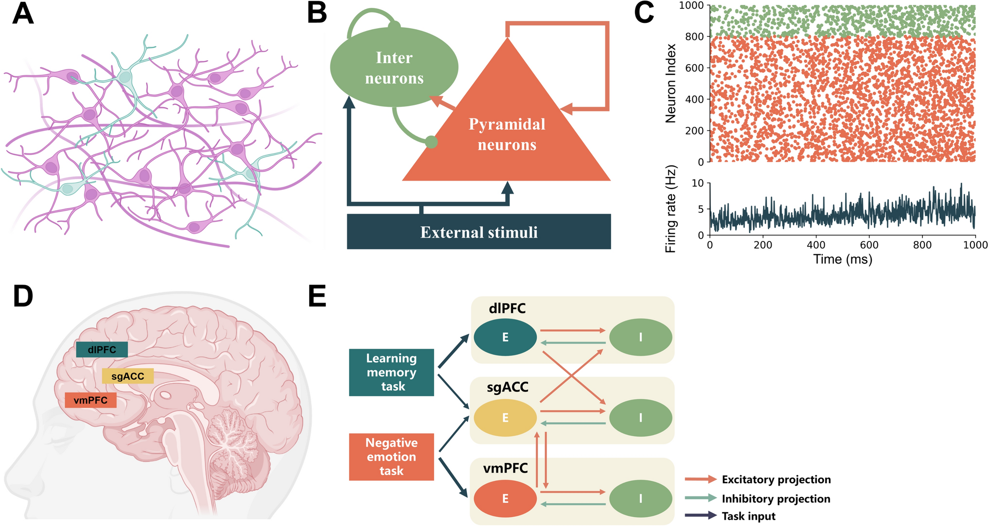 Computational Modeling of the Prefrontal-Cingulate Cortex to Investigate the Role of Coupling Relationships for Balancing Emotion and Cognition