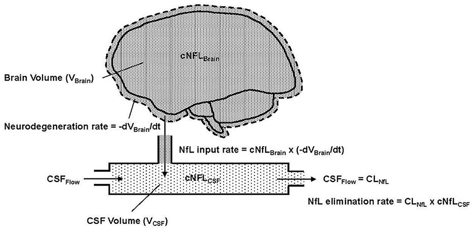 NfL concentration in CSF is a quantitative marker of the rate of neurodegeneration in aging and Huntington's disease: a semi-mechanistic model-based analysis