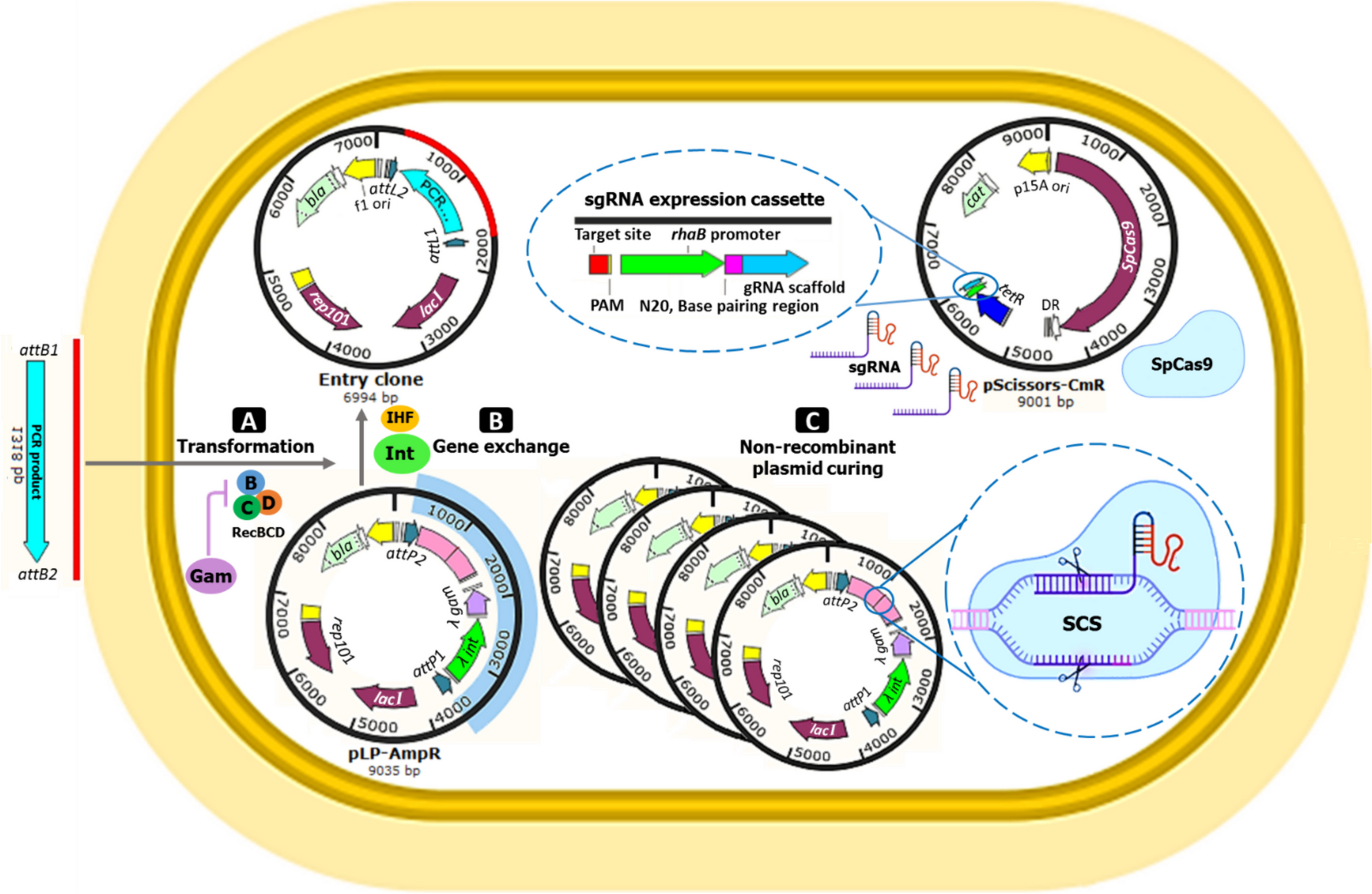 In vivo cloning of PCR product via site-specific recombination in Escherichia coli