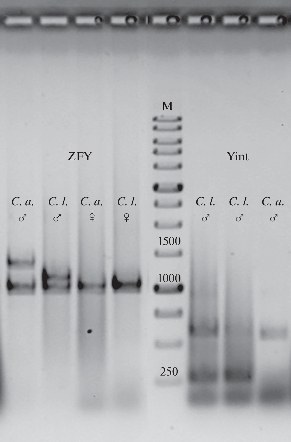 Genetic Identification of Putative Hybrids between Grey Wolf and Golden Jackal