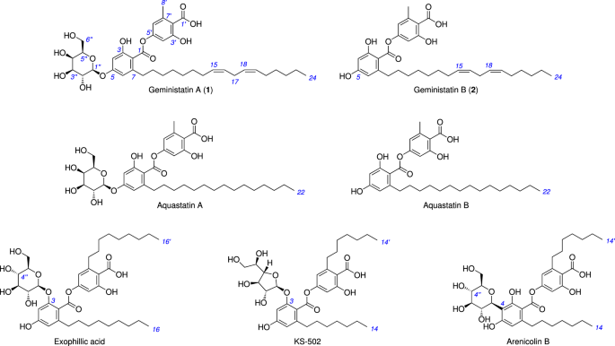 Geministatins: new depside antibiotics from the fungus Austroacremonium gemini