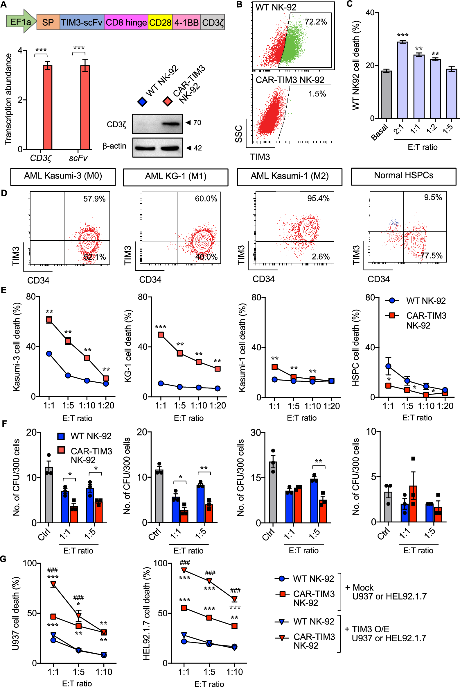 Anti-TIM3 chimeric antigen receptor-natural killer cells preferentially target primitive acute myeloid leukemia cells with minimal fratricide and exhaustion