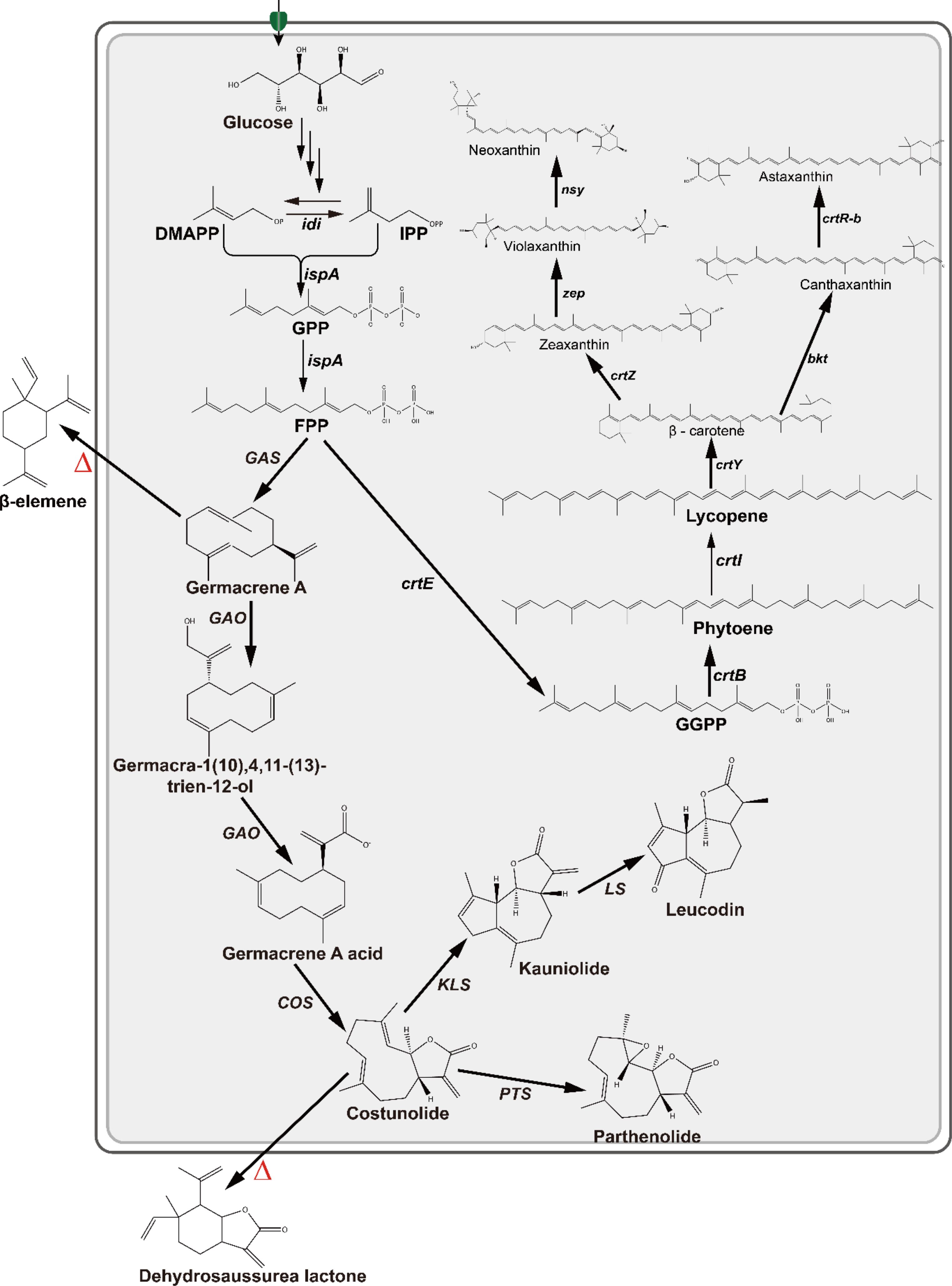 Recent advances in lycopene and germacrene a biosynthesis and their role as antineoplastic drugs