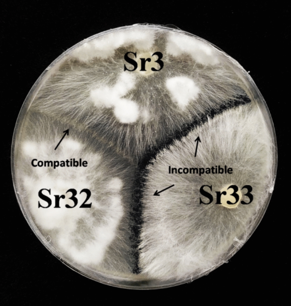 Characterizing genetic diversity of Sclerotium rolfsii isolates by biomapping of mycelial compatibility groupings and multilocus sequence analysis