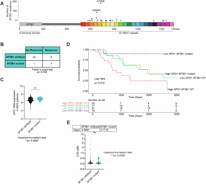 Altered RNA export by SF3B1 mutants confers sensitivity to nuclear export inhibition