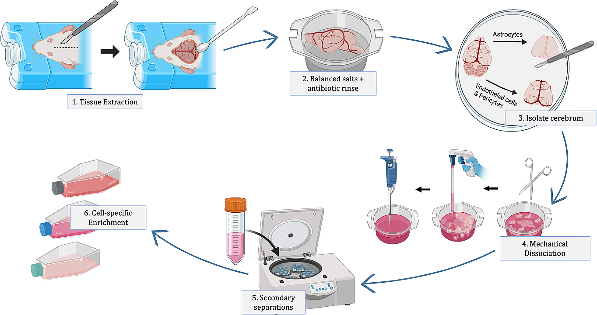 Isolation methods and characterization of primary rat neurovascular cells