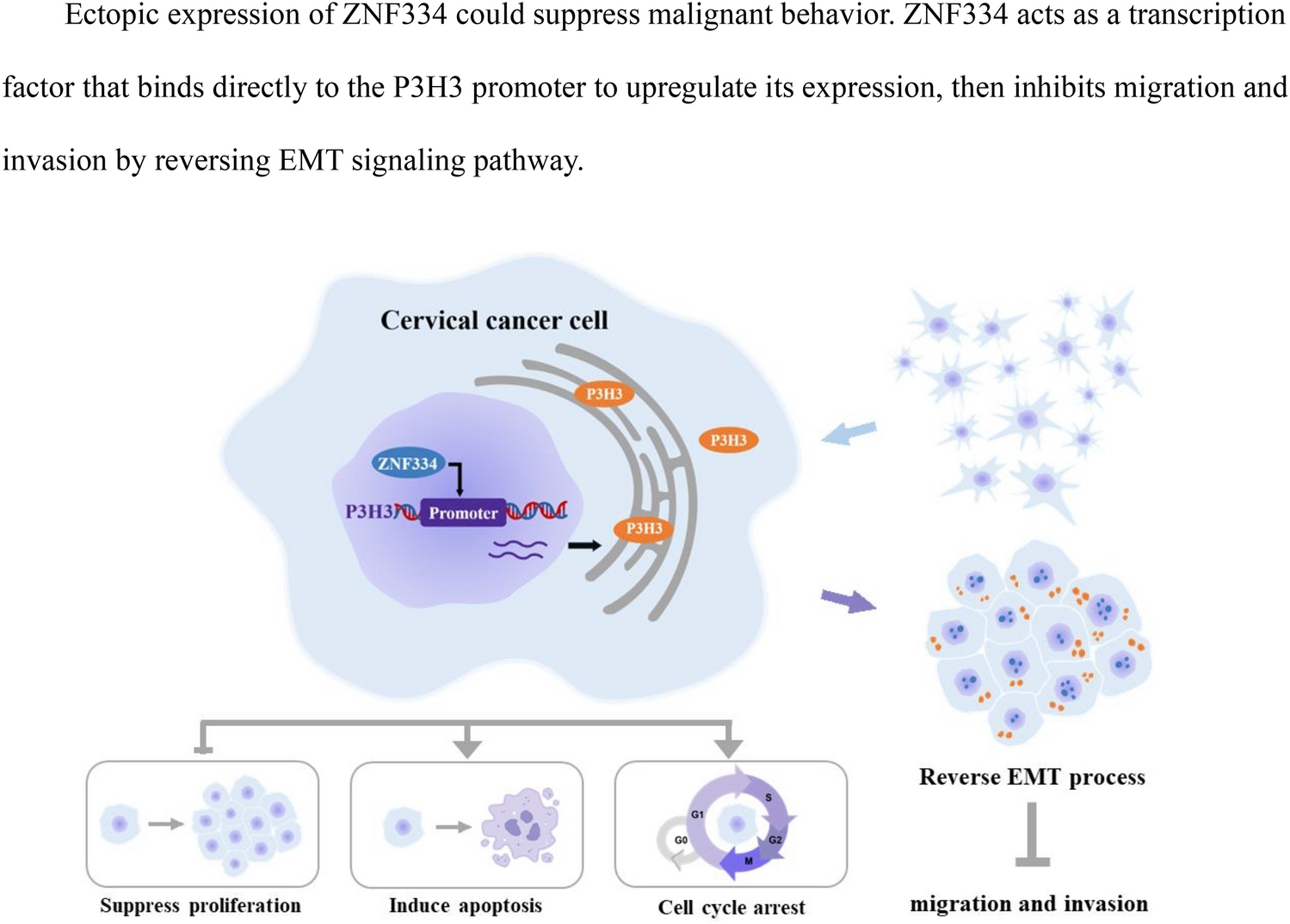 Role of ZNF334 in cervical cancer: implications for EMT reversal and tumor suppression