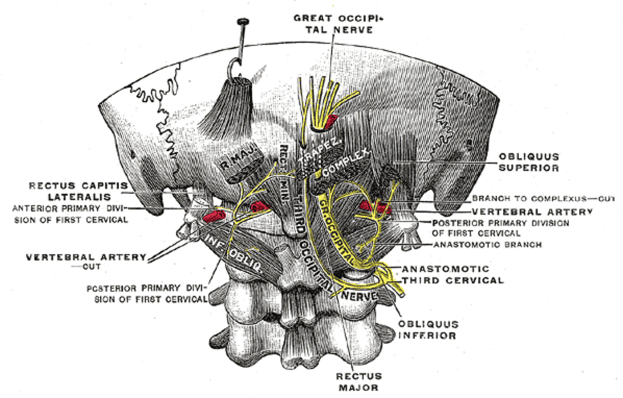 Conservative Management of Occipital Neuralgia Supported by Physical Therapy: A Review of Available Research and Mechanistic Rationale to Guide Treatment