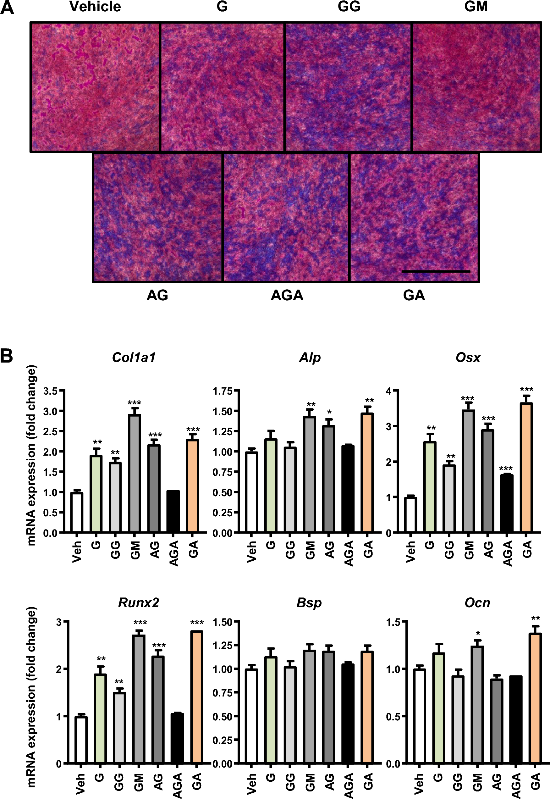 Glycinamide Facilitates Nanocomplex Formation and Functions Synergistically with Bone Morphogenetic Protein 2 to Promote Osteoblast Differentiation In Vitro and Bone Regeneration in a Mouse Calvarial Defect Model