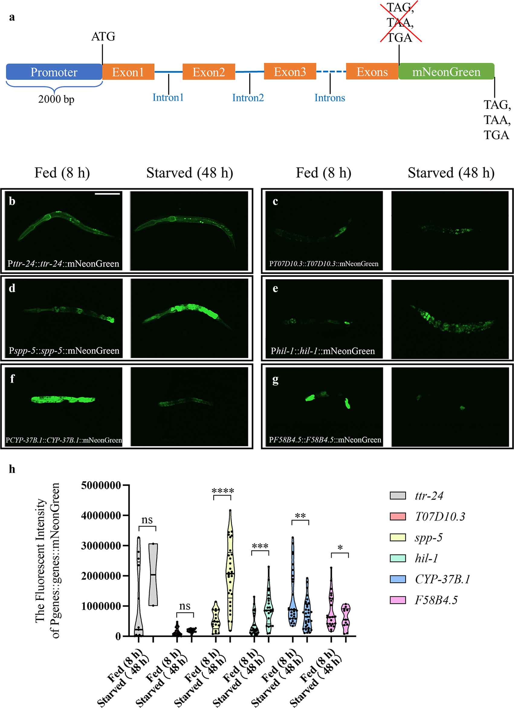 SPP-5 affects larval arrest via insulin signaling pathway in Caenorhabditis elegans