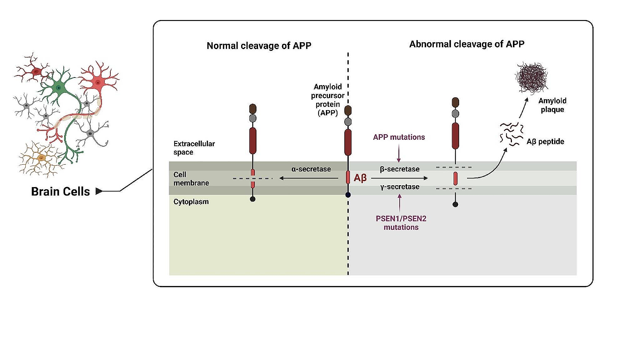 The duality of amyloid-β: its role in normal and Alzheimer’s disease states